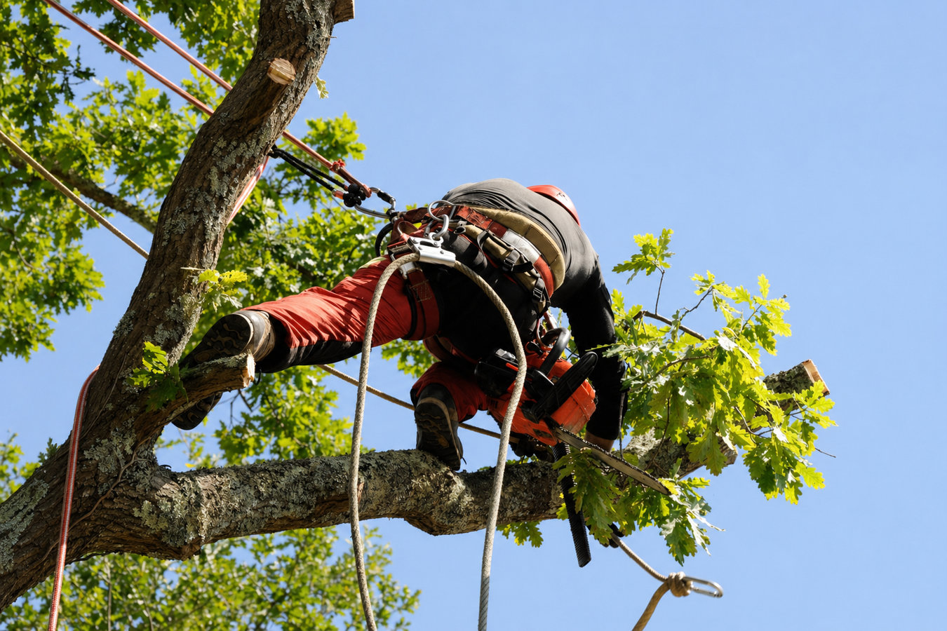 Commercial Tree Service in Rohnert Park, CA