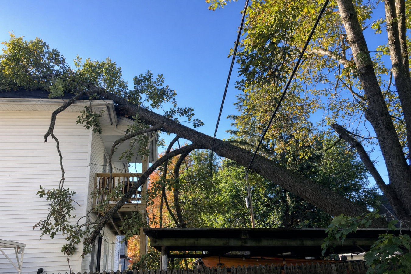 Emergency Tree Service in Rohnert Park, CA