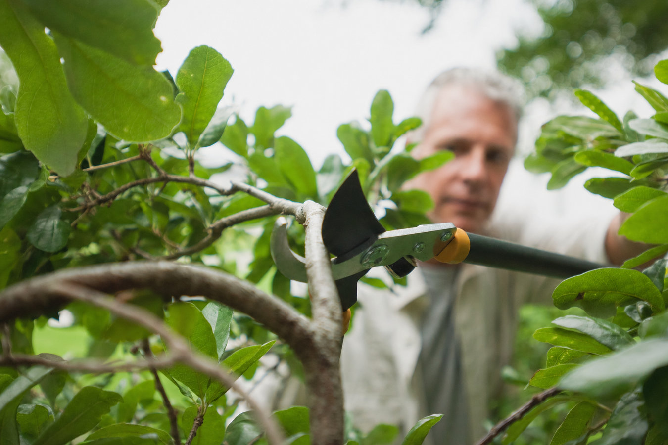 Tree Pruning in Rohnert Park, CA
