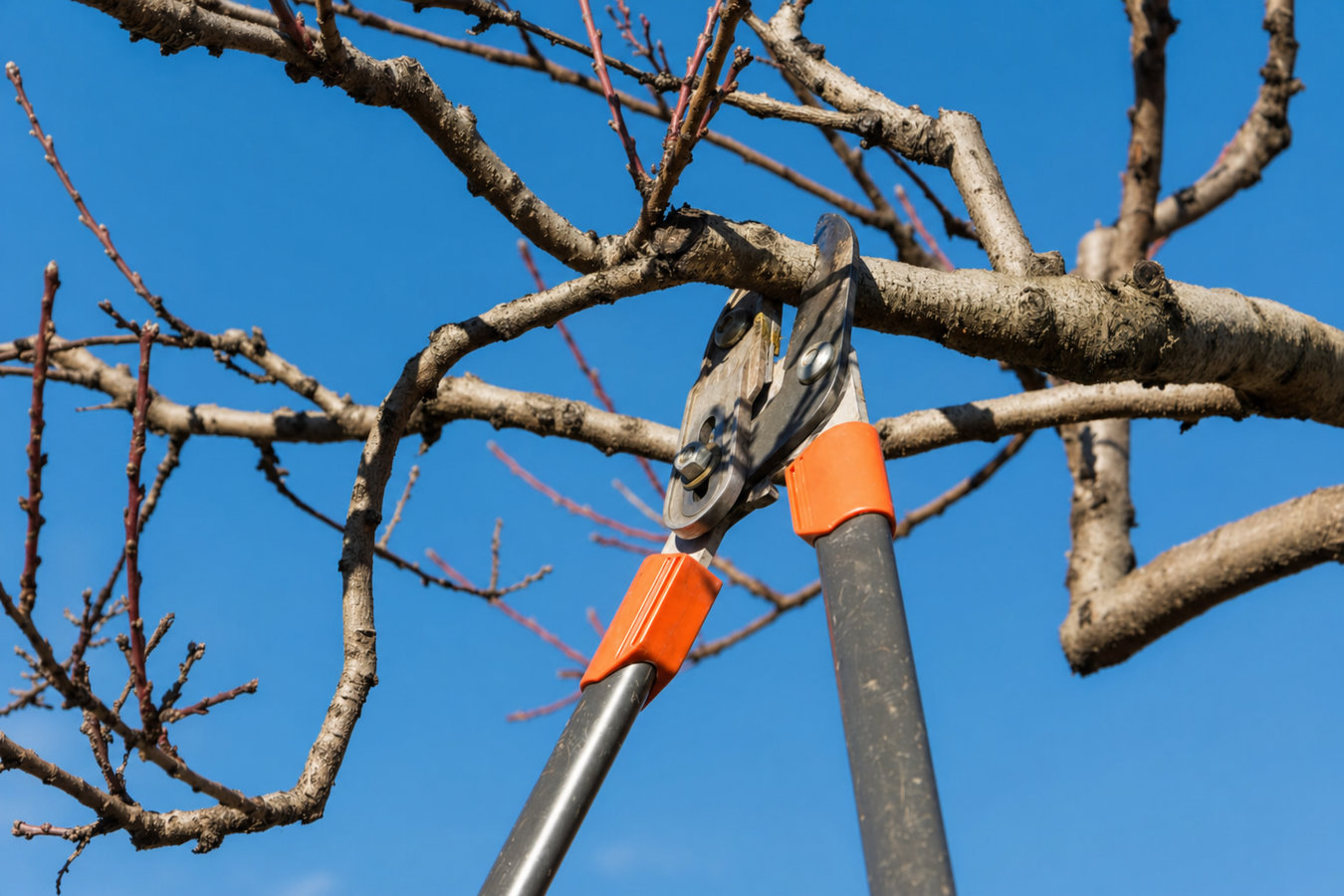 Tree Trimming in Rohnert Park, CA